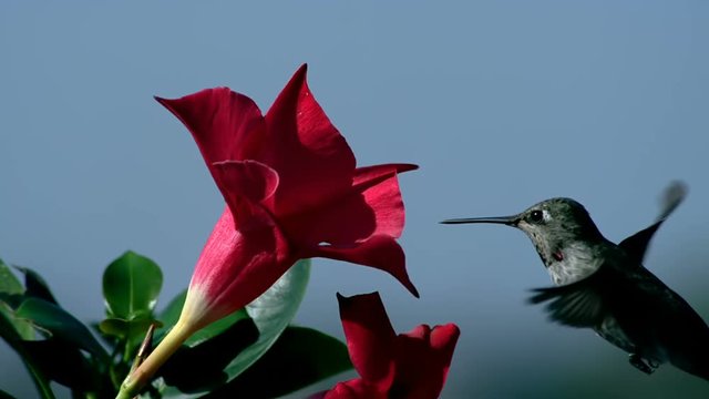 Hummingbird Hovering Near Red Flower Slow Motion 2000fps