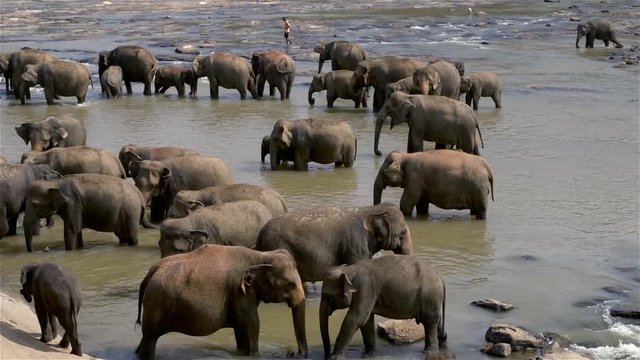 Asian Elephants In Maha Oya River; Kandy To Bentota; Pinnawala Elephant Orphange, Sri Lanka