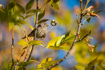 House-finch