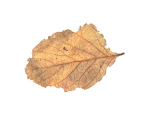 Dry leaf isolated on white background