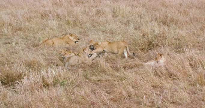 Lioness & Cub With Kill In Grass; Maasai Mara 6 Sept Am; Maasai Mara, Kenya, Africa