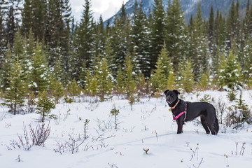 Snowshoeing in the mountains