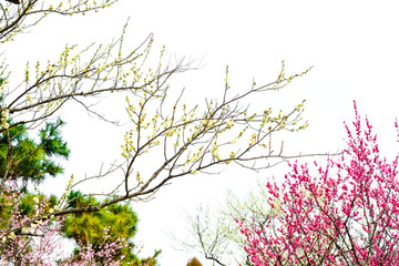 Plum Blossom in early spring. Located in Plum Blossom Hill, Nanjing, Jiangsu, China.
