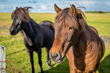 Obraz na płótnie Canvas Icelandic horses
