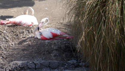 Greater flamingo fedding baby
