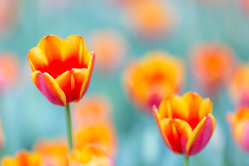 Tulips in background for Easter concept.Summer flower background.