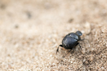 Little black beetle wondering in the sand. Looking for a place to stay.