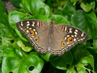 Brown butterfly on flower grass.