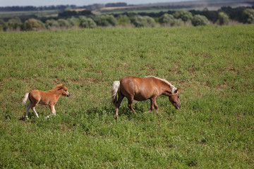 Naklejka na ściany i meble Horses on a green field / Mare and Her Foal