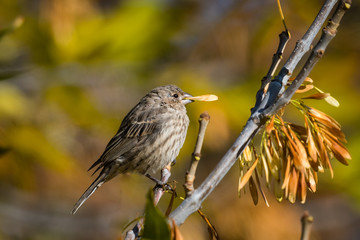 House-finch