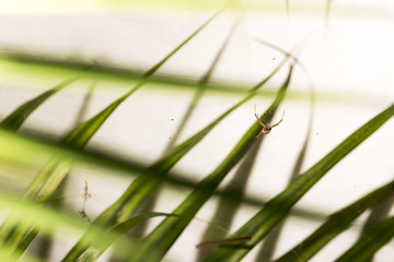 Little spider eating on its web.