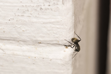 Little ant on white wall. Super close, macro.