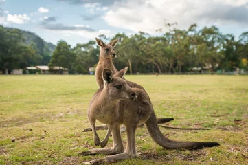 Cercles muraux Kangourou Kangourous, animaux sauvages australiens indigènes