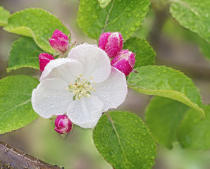  flowers and buds of an apple-tree