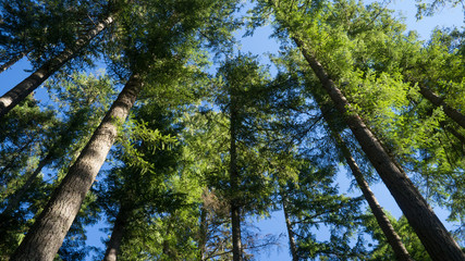 Green pine trees against blue sky from below