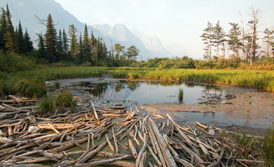 Fototapeta na wymiar DEAD WOOD AT MARSH POND ON THE SHORES OF SAINT MARY LAKE AT WILD GOOSE ISLAND LOOKOUT POINT IN GLACIER NATIONAL PARK IN MONTANA UNITED STATES