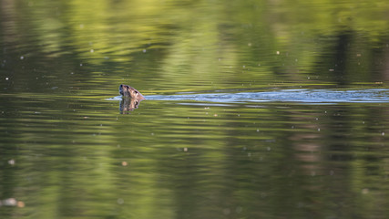 River otter swimming