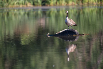 Canada Goose on a log