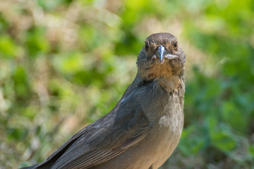 goofy looking bird