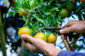 Gardeners are using a scissors cut orange fruit that is ripe on the tree.