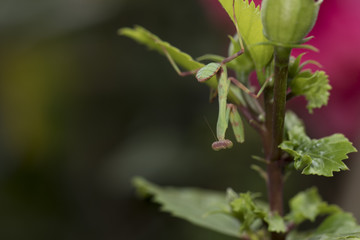 Little mantis on branch
