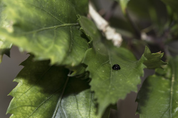Black ladybug walking around in nature. Detailed close-up.