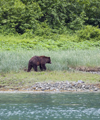 Grizzly bear foraging on an Alaskan beach