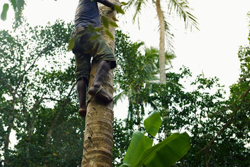 Fototapeta premium African-american man takes coconut from a palm tree