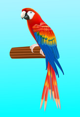 Illustration of a happy red  macaw parrot pointing with his wing