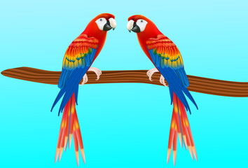 Obraz premium Illustration of a happy red macaw parrot pointing with his wing