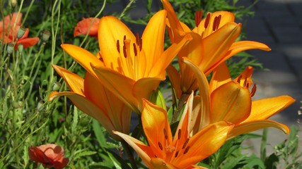 Orange lily among green leaves