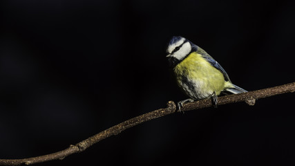 Oiseaux du Grésivaudan - Chartreuse - Isère.