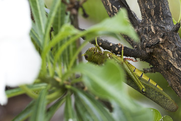 Giant grasshopper hanging on little tree.