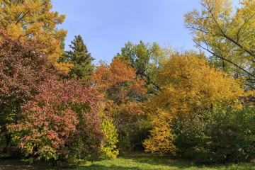 Fototapeta premium Autumn