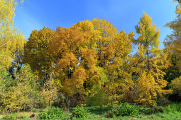 Fototapeta premium Autumn