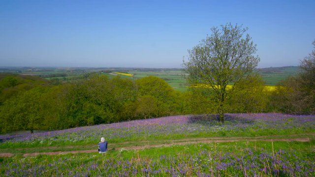Common Bluebell Flowers In Meadow; Roseberry Topping & Bluebells; Newton Wood, Great Ayton