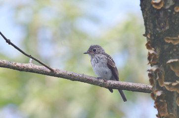 キビタキ ♀幼鳥