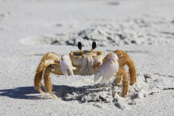 crab
