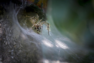 Spider eating a Insect