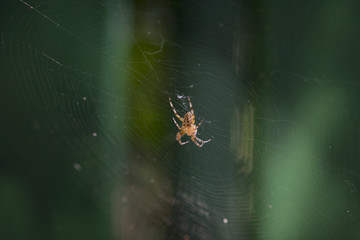 Spider in the middle of the web