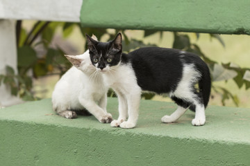 Little curious cat staring around. Beauriful eyes. Macro photo