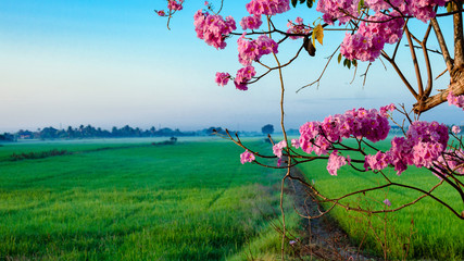 Sunshine on pink flowers and rice field in the morning.