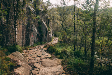 camino preikestolen por el bosque, noruega  