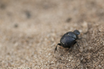 Little black beetle wondering in the sand. Looking for a place t