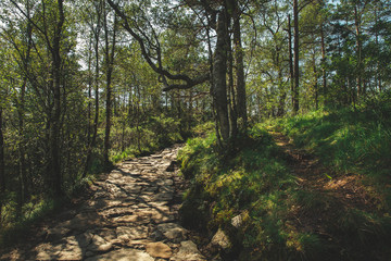 camino preikestolen por el bosque, noruega  
