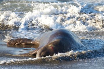 Male elephant seal laying on a beach, injured, bleeding from one eye. Elephant seals take their...