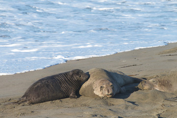 Female elephant seal with infant pup on a beach in California. Pups nurse about four weeks are weaned abruptly then abandoned by their mother, who heads out to sea within  days.