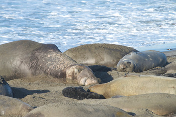 Obraz premium Elephant seal laying on a beach in California, napping in the mid day sunshine. Elephant seals take their name from the large proboscis of the adult male (bull), which resembles an elephant