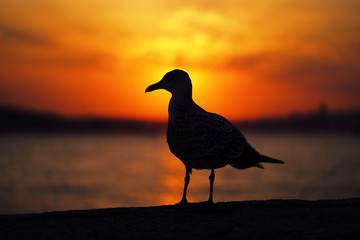 Seagull silhouette