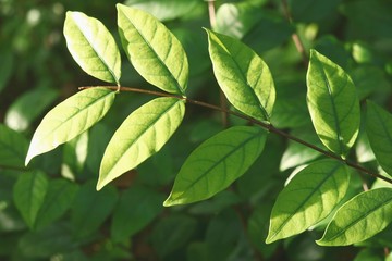 Fototapeta na wymiar dark Green leaves